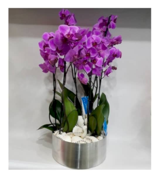 Lila Orkide Bahçesi