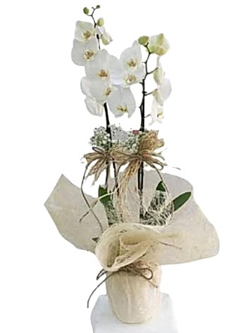 beyaz çiftdal orkide