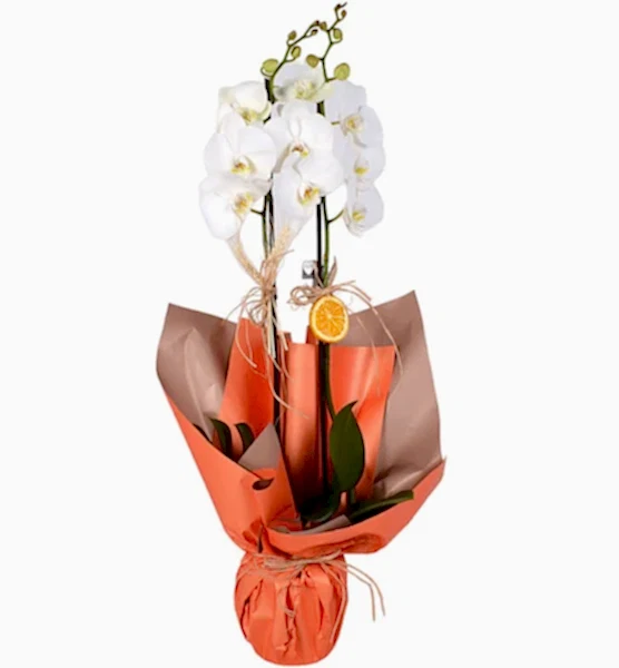 Çiftli Beyaz Orkide